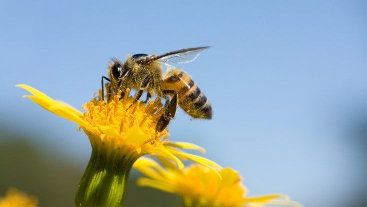  Anche le api nel loro piccolo dormono: parola di esperto