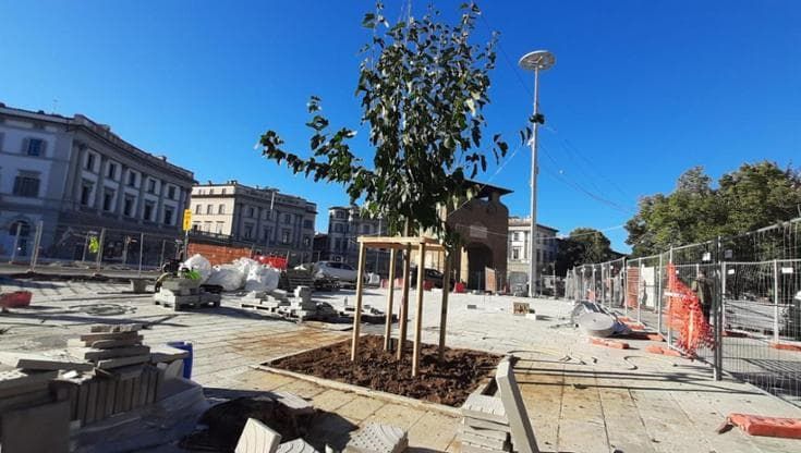 Tramvia in Beccaria a Firenze, messi a dimora i primi alberi della nuova piazza