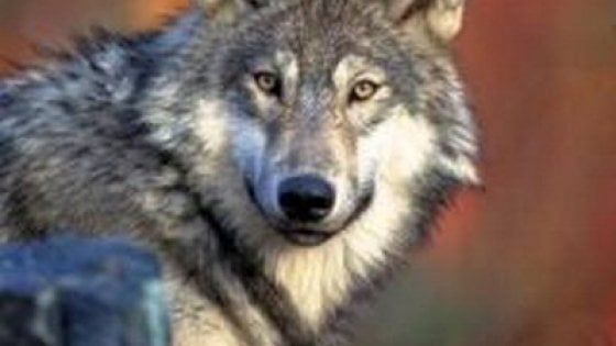 Specie salvate dall'estinzione, cinque storie italiane