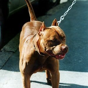 Bambina di un anno muore azzannata da due cani nel Bresciano