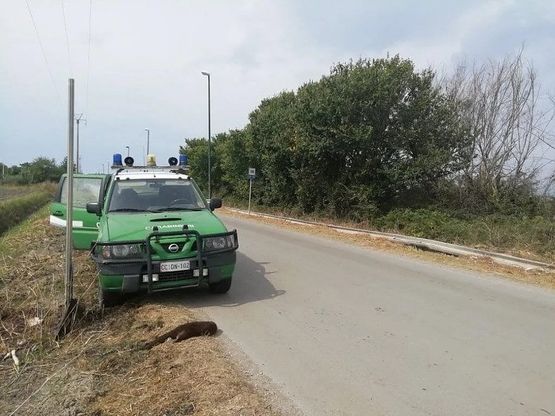 Cilento, lontra morta in strada: investita da un'auto