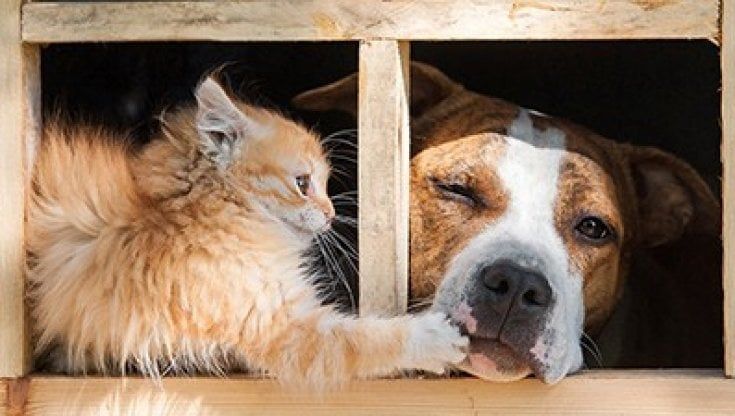 Parma, affidata la gestione sanitaria del canile e gattile comunale 