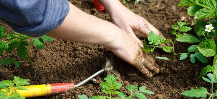 Agricoltura urbana a Roma: una storia di cittadinanza attiva
