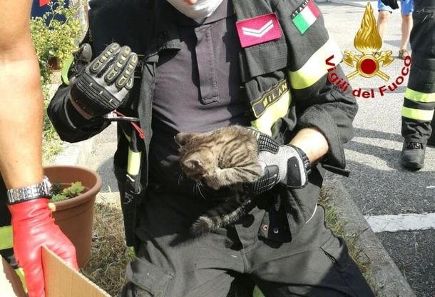 Il gatto resta intrappolato nel motore dell'auto: lo salvano i pompieri