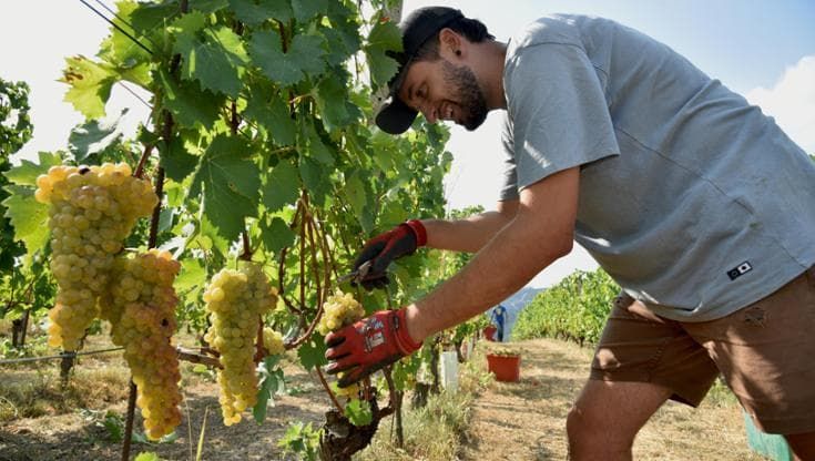 I nuovi Barolo Boys, Luca Monchiero: “Il mio vino dalla mezzadria alle sfide contemporanee”
