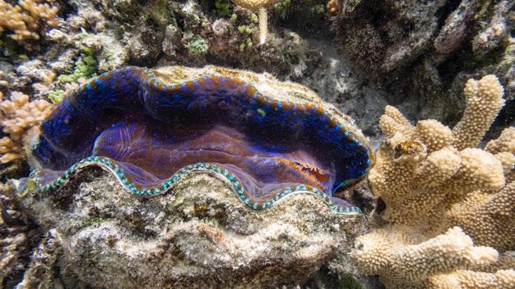 The sea’s memory in a 200-year-old shell: signs of climate change on the shell