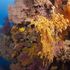 Colori, l'ultima Barriera: i coralli più belli del mondo