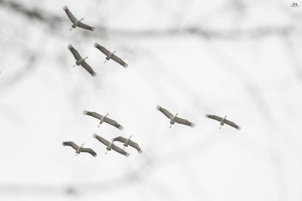 Eboli, occhi al cielo per il passaggio delle gru