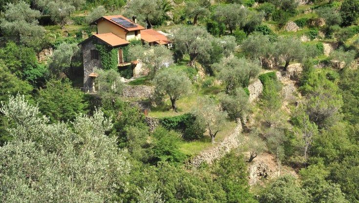 Colletta di Castelbianco e quella Liguria eroica che coltiva in verticale