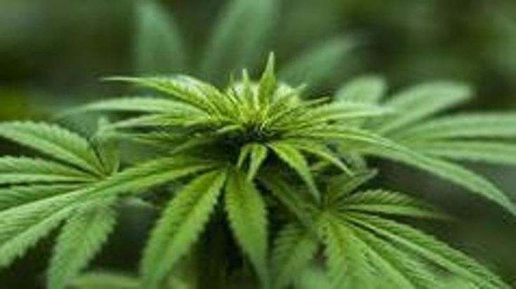 Cannabis light, il governo ci ripensa. Salta la stretta