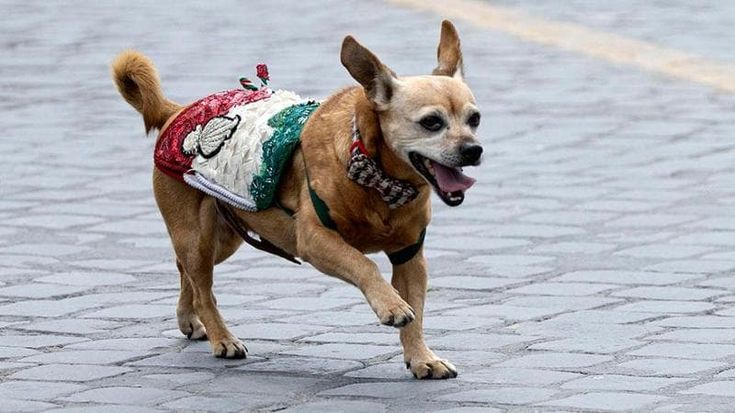 L'ultima sfilata, poi il meritato riposo: oggi va in pensione Briciola, la mascotte dei carabinieri