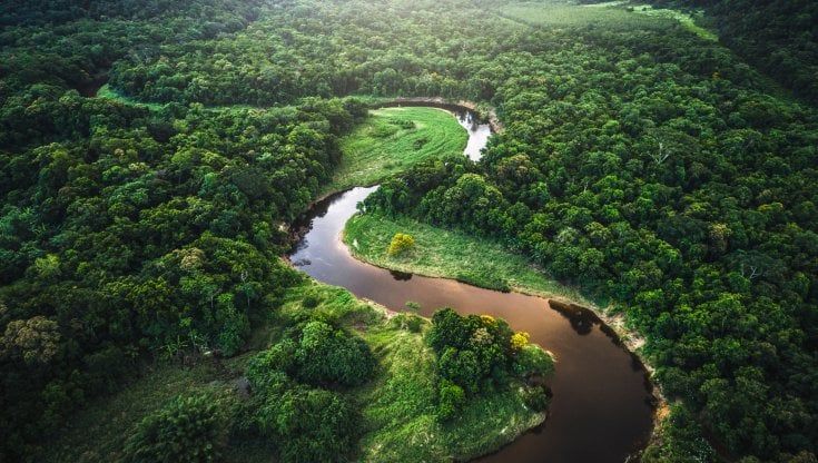 Il contributo delle foreste nella lotta al cambiamento climatico