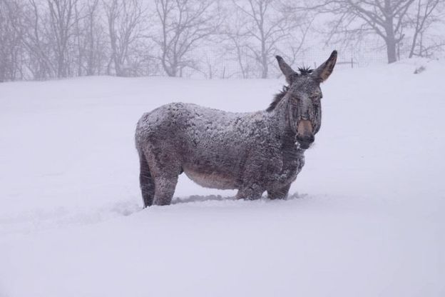 Terremoto, emergenza animali: mucche, asini e pecore tra la neve 