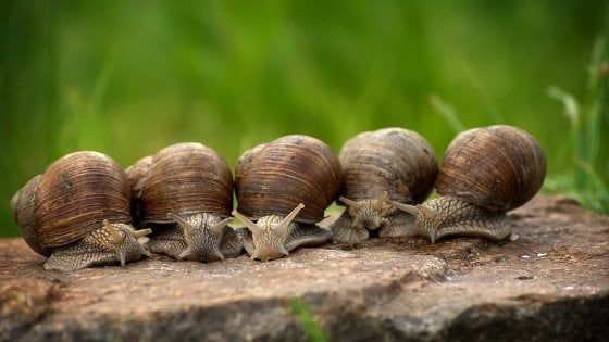 Giornata della lentezza, perché c'è bisogno di più calma per ritrovare se stessi