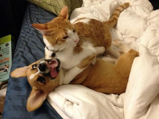 Mango &amp; Lucy: tra il gattino e il corgi &egrave; vero amore