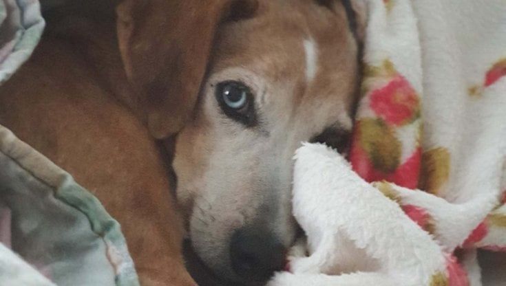 Le vostre coperte vecchie per proteggere gli animali in canili e gattili dal freddo invernale: l'appello della Lega nazionale per la difesa del cane