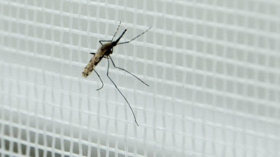 La sfida delle nuove reti anti-zanzara contro la malaria