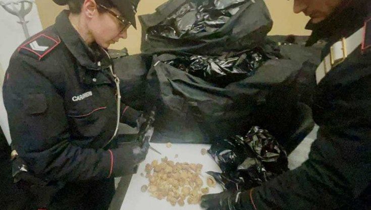 Arriva a Tiburtina con 45 chili di bulbi di papavero nelle valigie: donna arrestata  