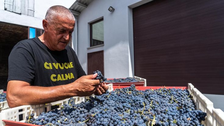 Vendemmia precoce, viticoltori ottimisti: “La qualità sarà elevata”