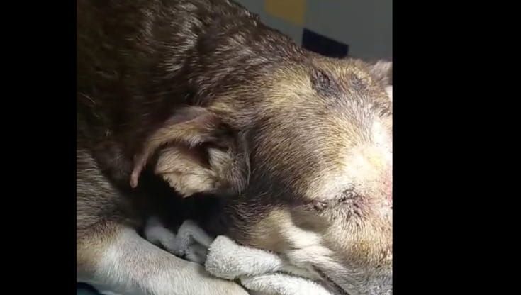 Bacoli, cane percosso e ridotto in fin di vita, il sindaco: “Troveremo il responsabile”