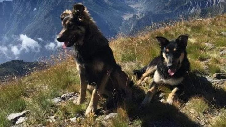 Cacciatore spara e uccide i due cani del rifugio Lago Verde, poi scappa