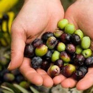 Olio, castagne, miele: l'autunno nero dell'agricoltura made in Italy