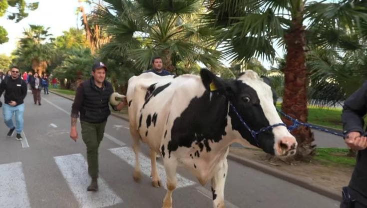 Sanremo, gli agricoltori cercano di raggiungere il teatro Ariston con una mucca