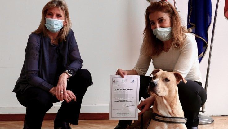 A Milano primi patentini per i cani speciali, obbligatori per i padroni di pitbull e rottweiler: "Così impariamo a gestirli meglio"