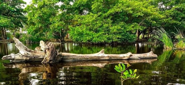 Adotta un albero a distanza, la Terra ti ringrazierà