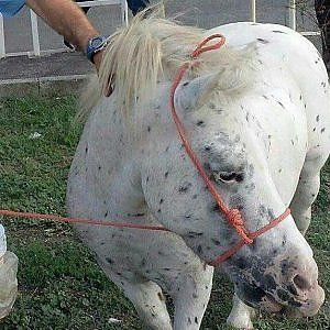 Tuscolana, pony legato a un guardrail e abbandonato