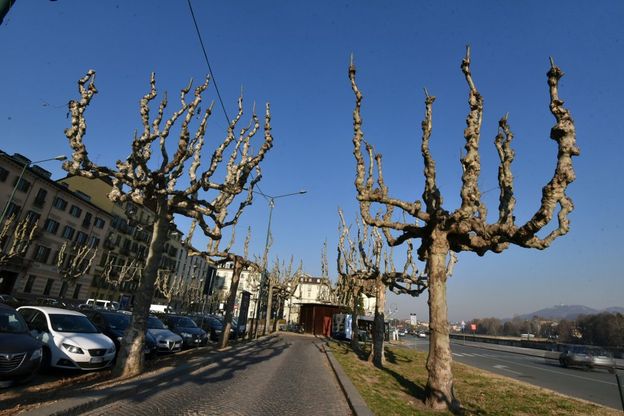 Torino, un "taglio primaverile" per gli alberi lungo il Po