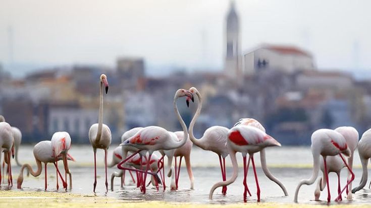 Storia, bellezza, biodiversità. Dall’Adriatico alla Camargue, lagune-gioiello a portata di mano