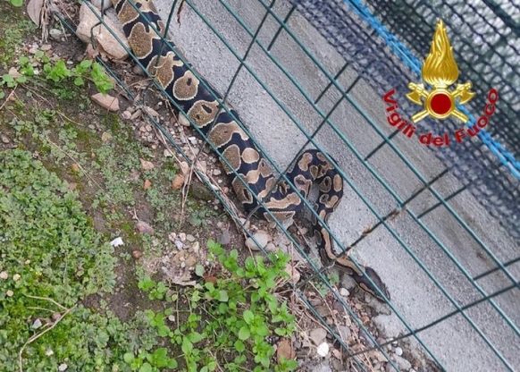 Il cane trova un pitone in giardino: recuperato dai vigili del fuoco di Varese