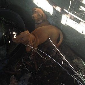 Torino, due cuccioli di cani abbandonati salvati dai vigili