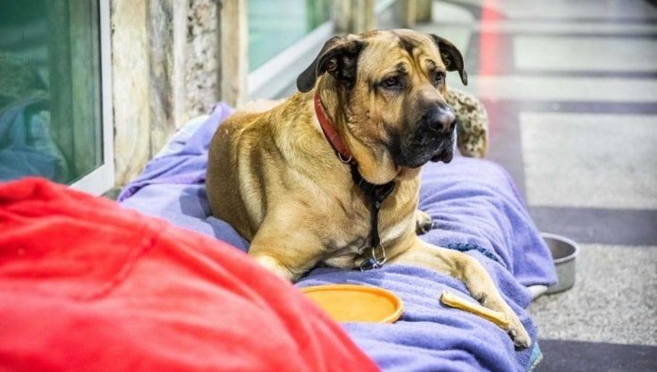 Per i cani dei clochard a Milano ci sono veterinari volontari, cure, microchip e kit di emergenza