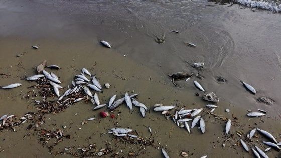 Forio, pesci e topi morti spiaggiati: indaga la guardia costiera