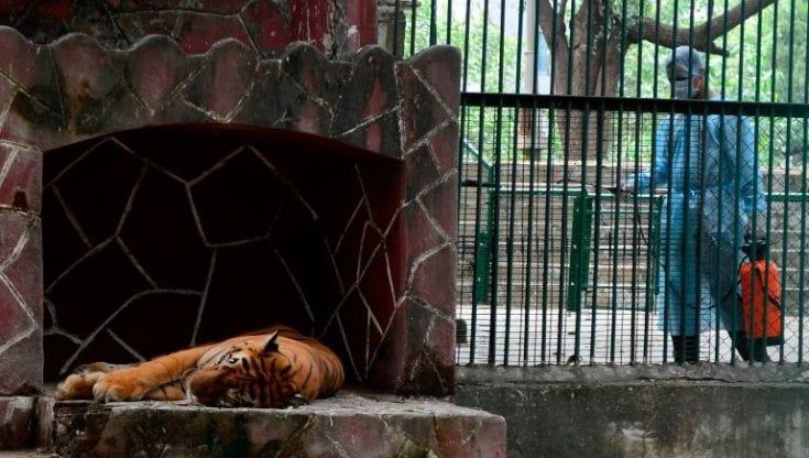 Non solo umani: sempre più animali negli zoo si ammalano di Covid