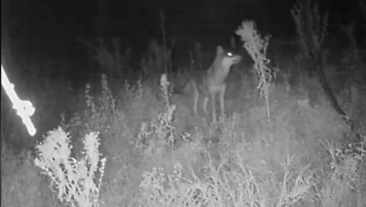 Il regalo di Natale: i lupi tornano nella Riserva Naturale di Decima Malafede