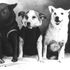 Laika e gli altri, vita da cani in orbita