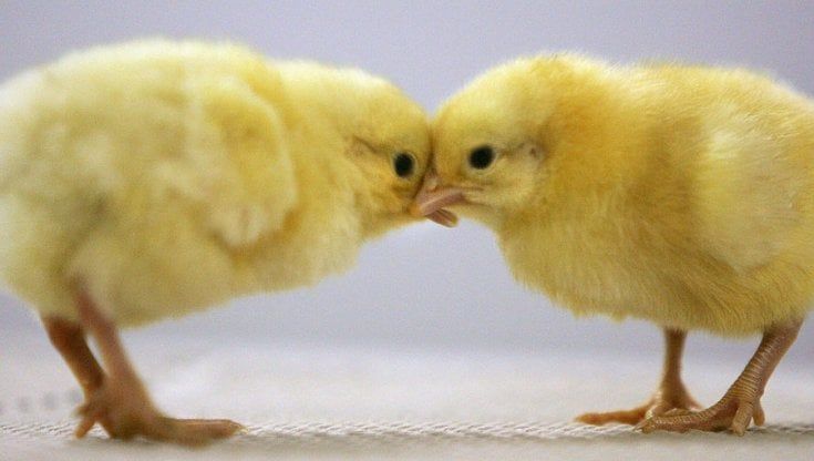 Non sempre chi comanda è il più intelligente. Lo conferma uno studio sui pulcini