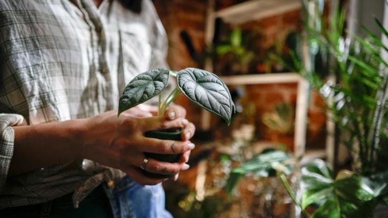 Alocasia, o pianta da orecchie di elefante: cura, coltivazione, varietà