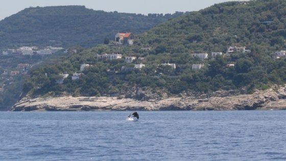 “Natura alla finestra”: la sfida fotografica per mappare la biodiversità, fotografandola da casa
