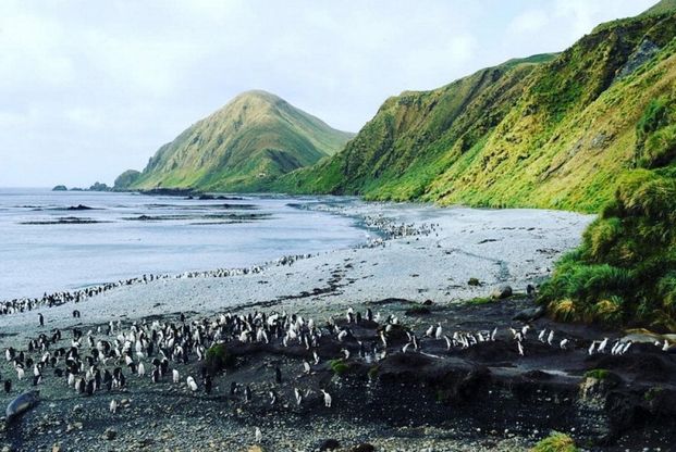 Australia, Macquarie torna selvaggia: l'uomo abbandona l'isola antartica 