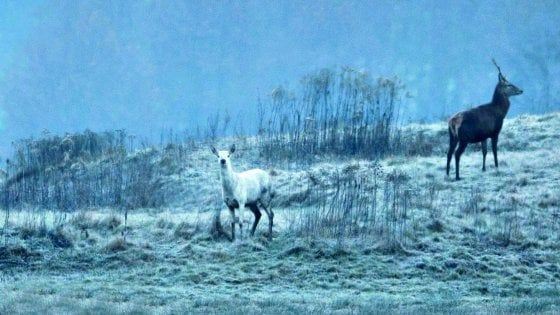 Biancaneve, la fuga della cerva magica