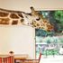 Dal vecchio Boeing alle giraffe, gli hotel più originali del mondo