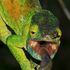 Il parco Nazionale Andasibé-Mantadia