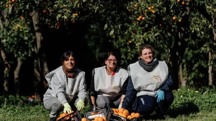 Reggia di Caserta, torna la raccolta delle arance per La Marmellata delle Regine