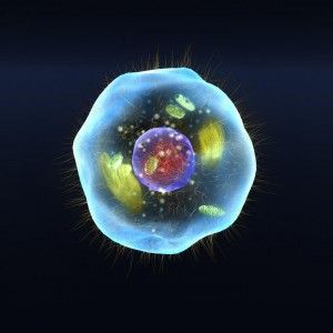 Alcune cellule "camminano". Risolto un rompicapo della biologia