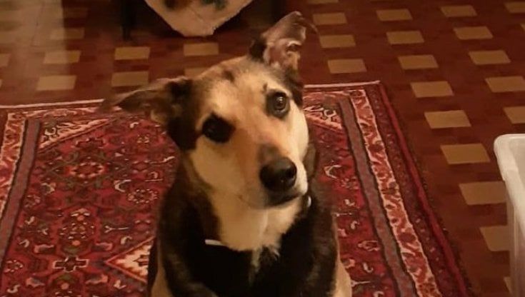 Parma, cagnolina muore folgorata vicino a un palo della luce 