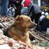 Sisma L'Aquila: addio a Pluto 'ju cane', simbolo della città